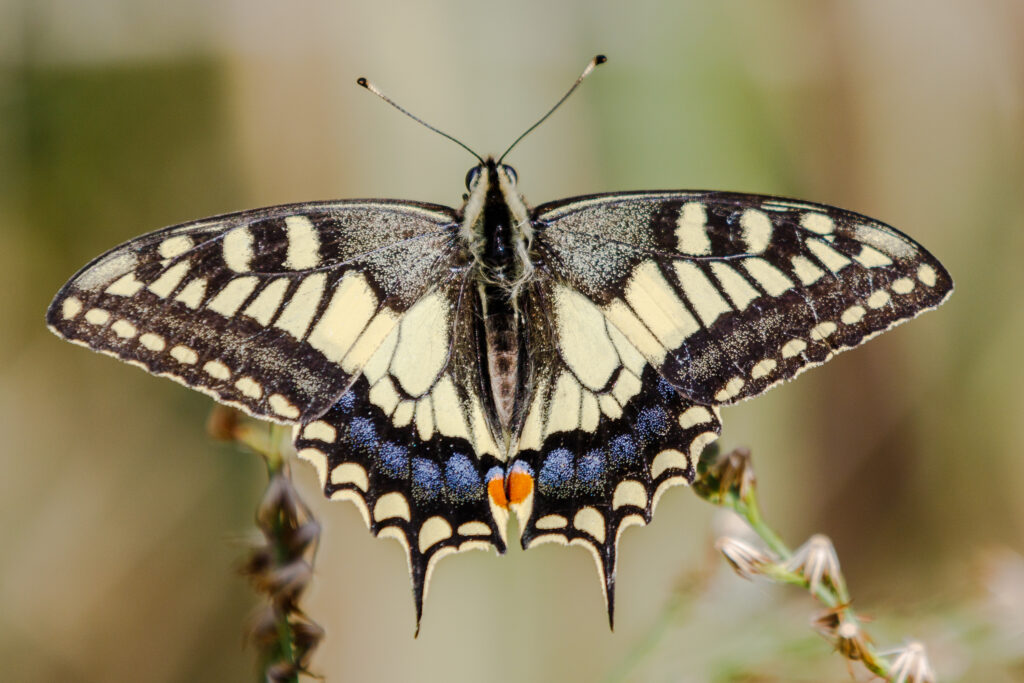 7_home_carousel_MM_20150926_Lesina_050-1024x683